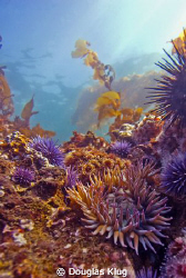Sunlight on the Reef.  An green sea anenome brilliantly l... by Douglas Klug 